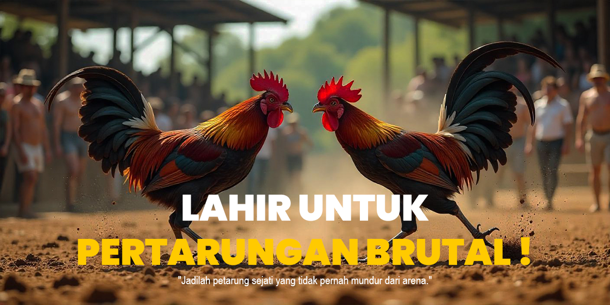 Rahasia Sabung Ayam SV388 yang Wajib Diketahui
